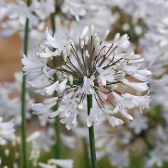 Agapanthus Alba Agapanthus Alba