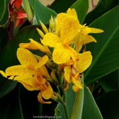 Picasso Dwarf Canna Picasso Dwarf Canna