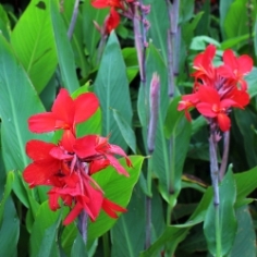 Firebird Dwarf Canna Firebird Dwarf Canna