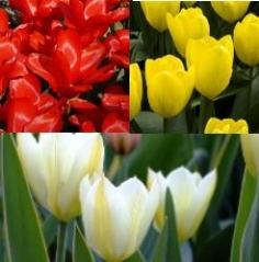 Fosteriana (Emperor) Tulip Collection Fosteriana (Emperor) Tulip Collection