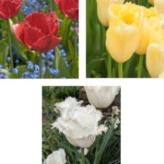 Fringed Tulip Collection Fringed Tulip Collection