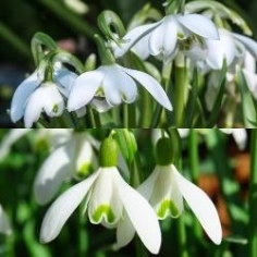 Galanthus Collection Galanthus Collection