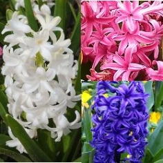 Hyacinth Collection Hyacinth Collection