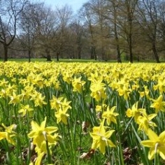 Yellow Trumpet Daffodils by the Bushel Yellow Trumpet Daffodils by the Bushel