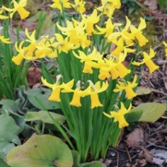 February Gold Daffodil February Gold Daffodil