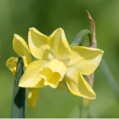 Hillstar Daffodil Hillstar Daffodil