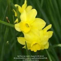 Trevithian Daffodil Trevithian Daffodil