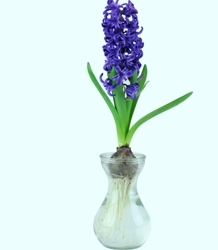 Forcing Vase Gift Kit Forcing Vase Gift Kit