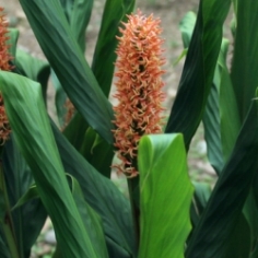 Hedychium Densiflorum Hedychium Densiflorum