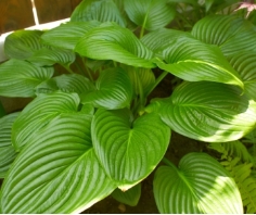 August Moon Hosta August Moon Hosta