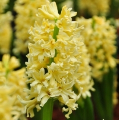 City of Haarlem Hyacinth City of Haarlem Hyacinth