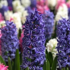 Marie Hyacinth Marie Hyacinth