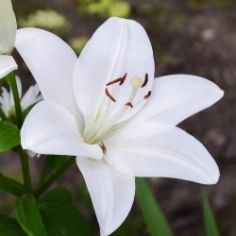 Asiatic Lilies Asiatic Lilies