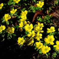 Eranthis (Winter Aconite) Eranthis (Winter Aconite)
