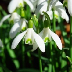 Galanthus Woronowii Galanthus Woronowii