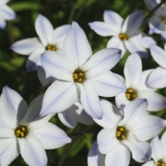 Ipheion Uniflorum 'Starflower' Ipheion Uniflorum 'Starflower'