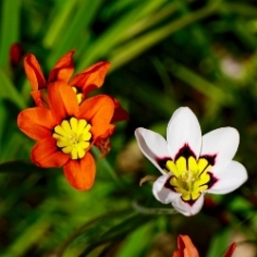 Mixed Sparaxis Mixed Sparaxis