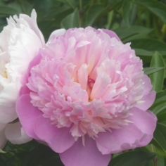 Monsieur Jules Elie Peony Monsieur Jules Elie Peony