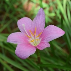 Zephyranthes Robustus Zephyranthes Robustus