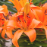Orange Asiatic Lily Orange Asiatic Lily