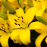 Yellow Asiatic Lily Yellow Asiatic Lily