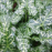 Arum Leaves Arum Leaves