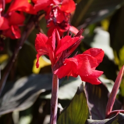Shutterstock_Ambassador Ambassador Giant Canna