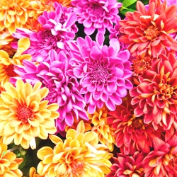 Cactus Dahlia Mix