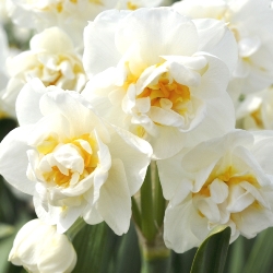 Bridal Crown Double Daffodil