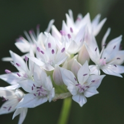 Graceful Beauty Allium