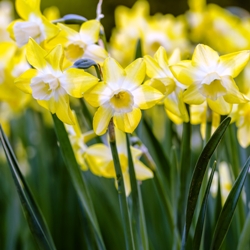 Verdin Jonquilla Daffodil