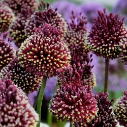 Alliums