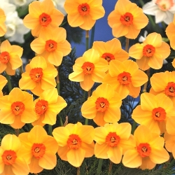 Sabine Hay Daffodil