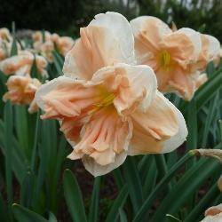 Apricot Whirl Split Corona Daffodil