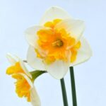 Split Corona Daffodils