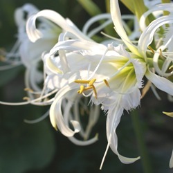 Advance Hymenocallis Advance