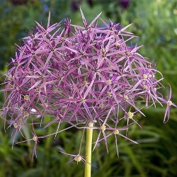 Albopilosum Albopilosum Allium (Christophii )