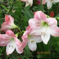 Amaryllis for the Garden Collection