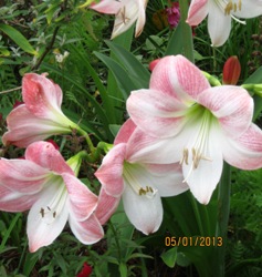 Apple_Blossom Amaryllis Gift Kit