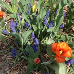 Muscari Armeniacum