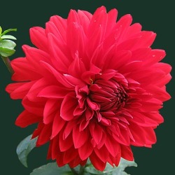 Barbarosa Barbarosa Dahlia