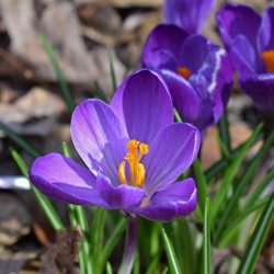 Barrs_Purple Barr's Purple Crocus