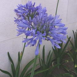Blue_Donau Agapanthus Blue Donau