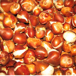 Bushels of Bulbs (Fall)