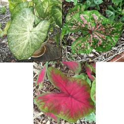 Caladium_Collection Standard Fancy Leaf Caladium Collection