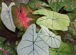 Caladiums Caladiums By the Bushel