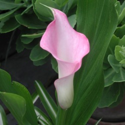 Calla Lily (Zantedeschia)