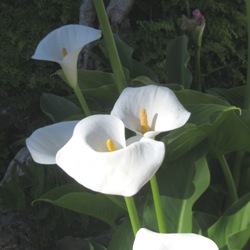 Calla Lily Collection