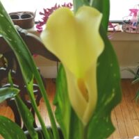 Calla Lily Collection