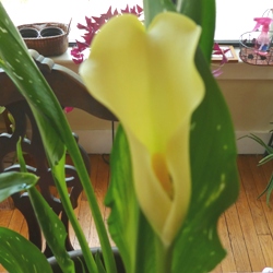 Calla Lily Collection